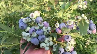 Start Your Own Organic Blueberry Farm - Sell Organic Blueberries at Local Farmers Markets