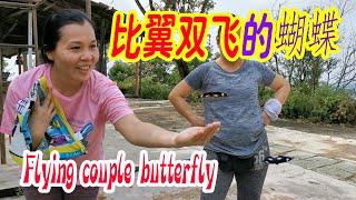 比翼双飞的蝴蝶 Flying couple butterfly 老玩童 Old Cuteboy  行山时巧遇谈情说爱卿卿我我你浓我浓的蝴蝶.老顽童周伯通看到一定玩到不回家.顽皮小玩童乱拆鸳鸯