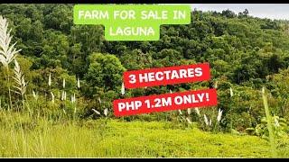 (PROPERTY#65) 3 HECTARES -PHP 1.2M ONLY!  HUGE FARM LOT !