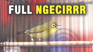 pleci ngecir