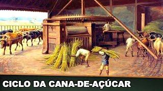 CICLO DA CANA-DE-AÇÚCAR