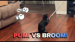 Cat Pumi VS Broom! Who Do you Think will win?