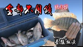 通通不用錢！免費吳郭魚任你撈！大又肥！養殖血淚史！片尾小技巧一定要知道