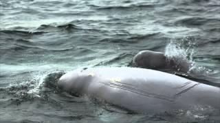 Four Top Ways to View Beluga Whales