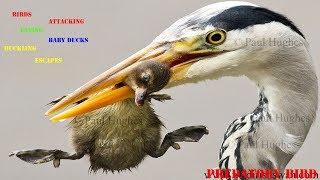 Heron feeding on baby waterbirds in a compilation of images