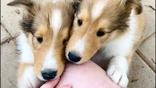 ADORABLE Rough Collie puppy puppies compilation cute moments lassie breed