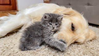 Tiny Kitten Befriends Golden Retriever [Cuteness Overload]