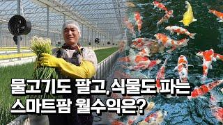 향어와 대파를 함께 키우는 아쿠아포닉스 스마트팜 설치비용과 수익은?