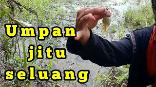 Umpan jitu mancing seluang | cepat dapat #BM-12