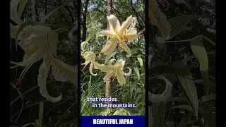 やまゆりとオリエンタルハイブリッド　Yama-yuri and Oriental Hybrid Lily #japan #japanese