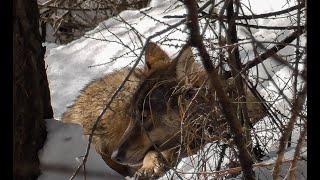 Sleeping Wild wolf | spiaci Vlk dravy |  śpiący Wilk szary | Canis lupus