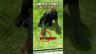 고릴라가 새를 잡지 않은 이유 - 접촉 탐색 전략 해설