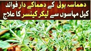 Dhamasa booti k fayde in Urdu Hindi by #zarikafoodsecrets| Health benefits of fagonia |