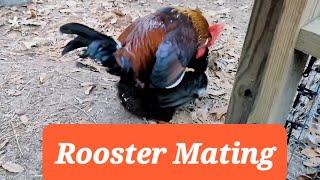 Rooster Mating #matingdance #mating #farmstead #chickens
