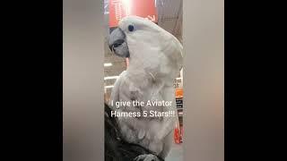 Cockatoo Vlog: Ozzie's Trip to Home Depot and PetsMart