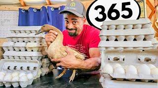 BEST Egg Laying Duck | What I'm doing to reproduce more