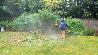 CREEPING Blackberries Were Trespassing Onto Their Lawn, But Not For Long! Blackberry Mulching!