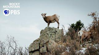 Battle of the sheep: How a pathogen from domestic sheep proves deadly for bighorns