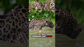 Leopard Facts So Unbelievable, They Can't Be True