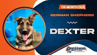 Dexter | 5mo German Shepherd | The Best Dog Trainers in Virginia