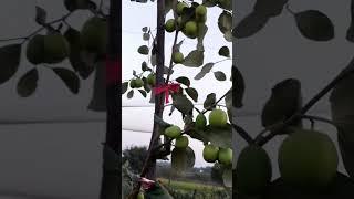 Apple Ber Farming