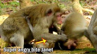 OMG! Pig Janet was super attacked & Seriously bite until...by mom Jane, Coz Janet play hurt to Janna