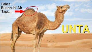 Fakta Unik Unta/Onta(camel)