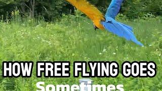 How free flying goes sometimes ‍️