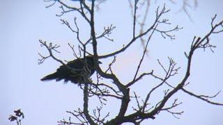 How Do Birds Survive Minnesota Winters?