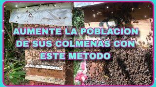 AUMENTE LA POBLACIÓN DE SUS COLMENAS CON ESTE METODO #apicultura #abejas #amazing #animals