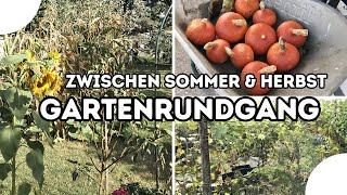 Gartenrundgang  Zwischen Sommer und Herbst - was ich noch ernten kann und neu auspflanze