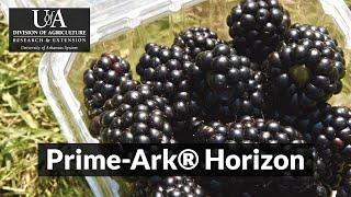 Prime-Ark® Horizon Blackberry