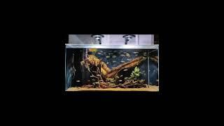 Daily share ZETLIGHT ufo f8 #biotope#biotopeaquarium#aquascape #aquarium