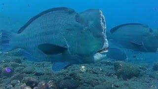 Büffelkopf-Papageifische / Bumphead Parrotfish # Tulamben Bali