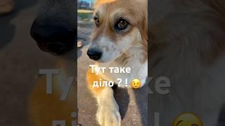 Тут таке діло ?! #смішнівідео #смішнітварини #dog #doglover #dogs #diy #Васька #жити ##діло #морда