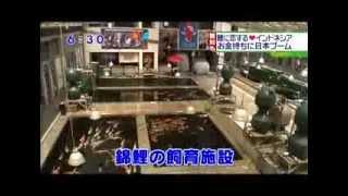 Koi Hunters Indonesia on Chukyo TV in Japan 2013.