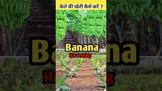 केले  की खेती कैसे  करें  ? #shortsfeed #banana #shorts #farming #agriculture