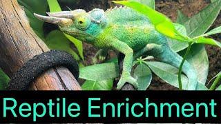 Reptile Enrichment! ( Everything You Need to Know )