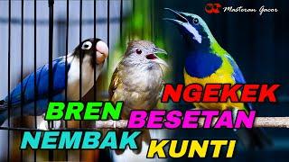 MASTERAN GACOR TOP FULL NEMBAK BESETAN KEKEAN TEMBAKAN KUNTI CUCAK CUNGKOK-KAPAS TEMBAK-LOVEBIRD