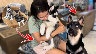 Husky Puppy Vs German shepherd went Wrong | Husky | German Shepard Dog | Review reloaded