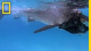 Tiger Shark vs. Albatross | National Geographic