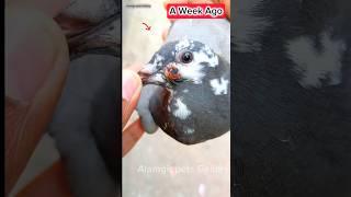 How to pigeon pox remove shorts ️ #pets#duiven#kabotar#pigeonfanc#instagram#palomas#کبوتر