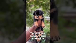 #puppy #animals #love #rotwelier