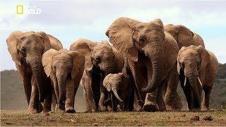 Life of Elephants [National Geographic Documentary HD 2017]