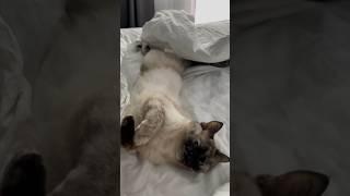 В гостях у кота #short #shorts #милыймойкот #котысмеются #смешныекотики