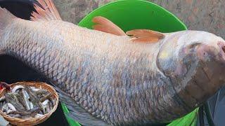 পদ্মায় পাওয়া গেল বড় সাইজের রুই মাছ কতটা সস্তায় বিক্রি হলো দেখুন | amazing wholesale market