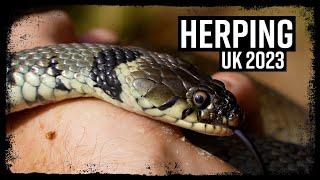 Herping UK 2023 #herpetology