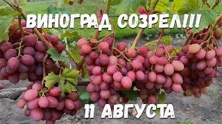 Самые ранние сорта винограда уже созрели!