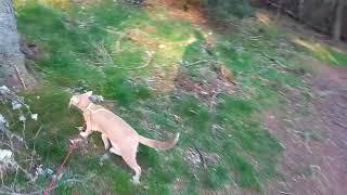 oriental cat walking.