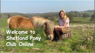 Welcome to Shetland Pony Club Online